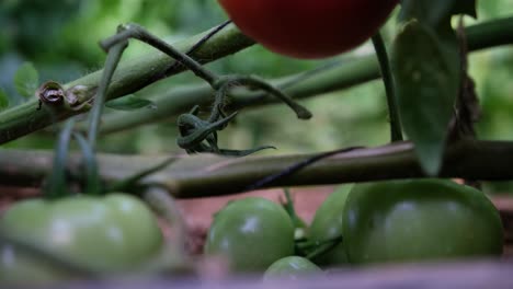 Close-up-of-a-farmer-picking-a-ripe-tomato