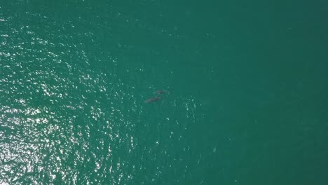 Pod-of-dolphins-family-playing-and-breaching-in-turquoise-water,-aerial-top-down