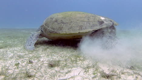 Green-sea-turtle-on-sandy-bottom-with-remora-fish-under-belly
