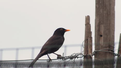 Male-blackbird-with-yellow-bill-standing-on-metal-wire-and-flying-away