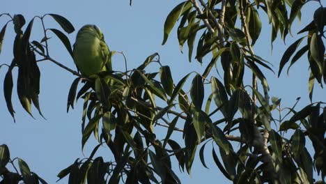 Parrot-in-tree-uhd-mp4-.