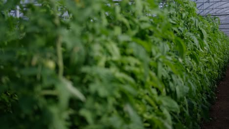 Rack-Fokus-über-Die-Blätter-Von-Tomatenpflanzen,-Die-In-Einem-Gewächshaus-Wachsen