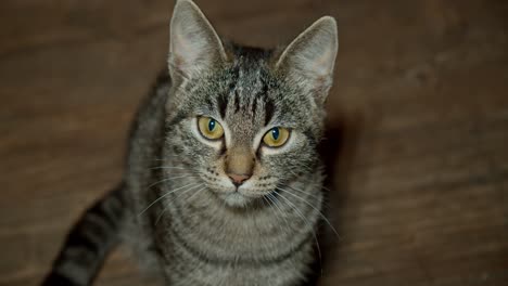 Close-up-of-a-beautiful-young,-grey-cat-looking-at-the-objective