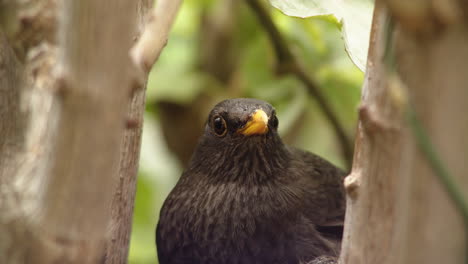 Blackbird-in-forest-standing-still-and-looking-straight-at-camera,-close-up