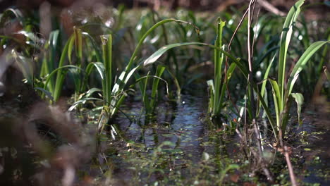 Plants-and-grasses-growing-in-a-shallow-flooded-or-marsh-field-in-a-balanced-ecosystem---slow-motion-push-in