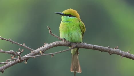 Bee-eater-in-tree-.-....
