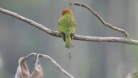 Bee-eater-in-pond-area-.