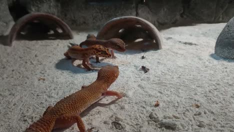 Little-geckos-catching-and-eating-insect-on-the-sand