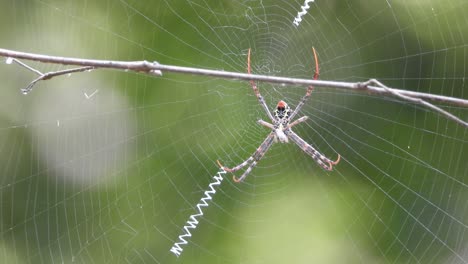 Araña-En-Espera-Web.