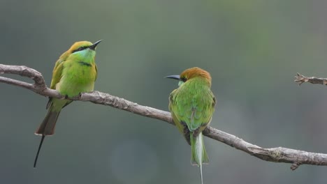Bee-eater-in-tree-waiting-for-pray-.