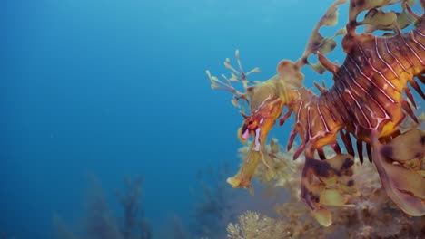 Leafy-Sea-Dragon-with-eggs-4k-slow-motion-South-Australia