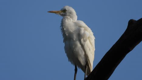 white-heron-in-tree-..
