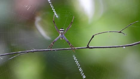 Spider-in-web-waiting-for-pray-