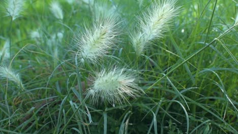 Grasses-moving-in-the-wind