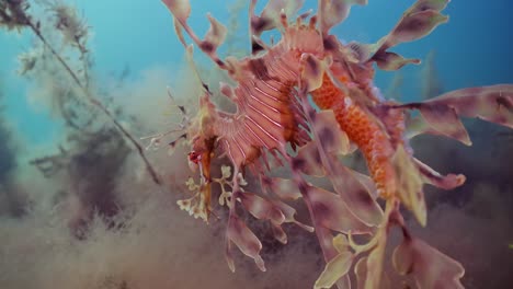 Leafy-Sea-Dragon-with-eggs-4k-slow-motion-South-Australia