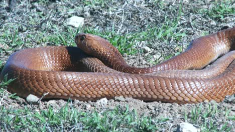 A-large-cape-cobra-basks-next-to-it's-den-in-South-Africa