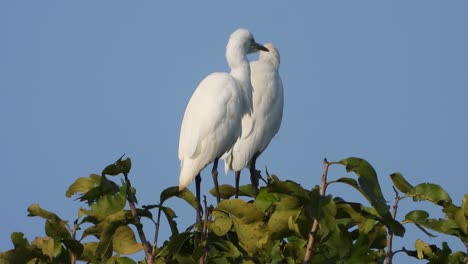 white-heron-in-tree-.