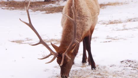 Handheld-shot-of-a-deer-with-antlers-feeding-in-the-winter