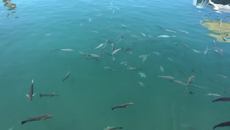 School-of-catfish-swimming-in-blue-clear-water