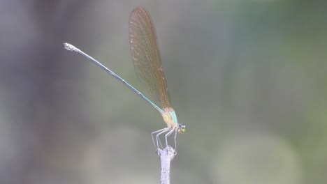 dragonfly-in-forest-area-.