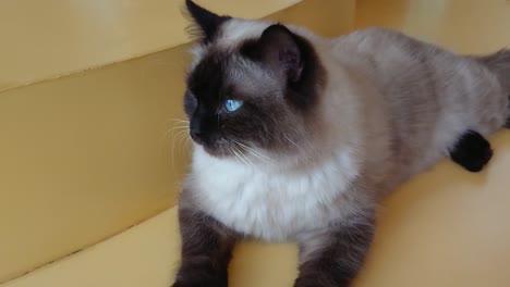 Un-Hermoso-Gato-Birmano-Con-Ojos-Azules-Sentado-En-Una-Mesa-Amarilla