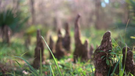 Air-roost-from-bald-cypress-trees-grow-in-the-swampy-forest---low-angle-push-forward-focus-pull---perfect-nature-title-screen