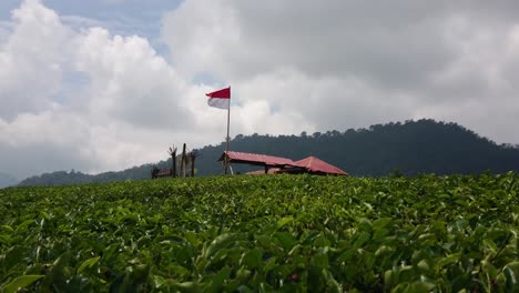 Bandera-Indonesia-Ondeando-En-La-Colina-En-La-Plantación-De-Té