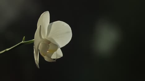 Time-lapse-of-sunlight-lighting-up-a-vibrant-bright-white-cattleya-orchid-flower-with-out-of-focus-blurred-reflection-in-the-background