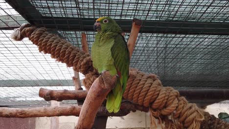 Yellow-Crowned-Amazon-Parrot-Resting-in-the-Cage
