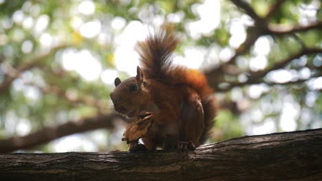 Furry-squirrel-eating-a-nut-sitting-on-a-branch-of-a-tree-in-the-park