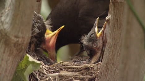 Baby-birds-with-mother-blackbird-in-nest-chirping-and-begging-for-food