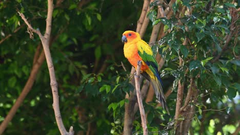 Sun-Conure,-Sun-Parakeet,-Aratinga-solstitiali,-4K-Footage-of-a-Parrot-found-in-South-America