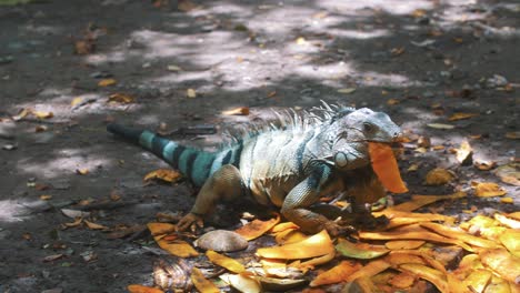 Zeitlupenaufnahme-Eines-Großen-Leguans,-Der-In-Südamerika-Eine-Mangofrucht-Frisst