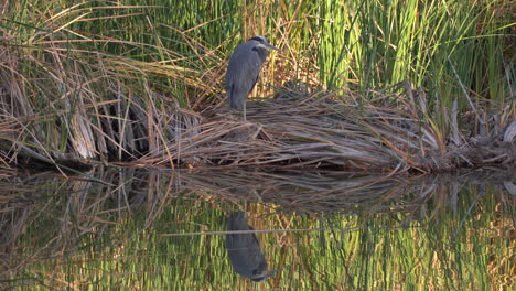 An-adult-Great-Blue-Heron-stands-in-a-nest-of-reeds-along-the-riverbank-or-lakeside---mirrored-reflection-on-the-water