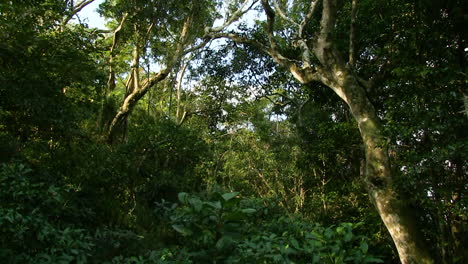 Bosque-Costero-Del-Sur-De-áfrica