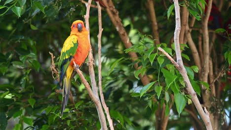 Sonnensittich,-Sonnensittich,-Aratinga-Solstitiali,-4K-Aufnahmen-Eines-In-Südamerika-Gefundenen-Papageis