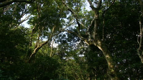Bosques-Del-Sur-De-áfrica-Y-La-Ruta-Del-Jardín