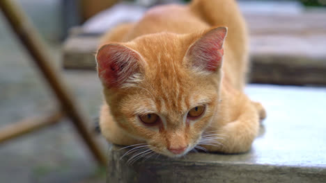 close-up-cute-orange-baby-cat