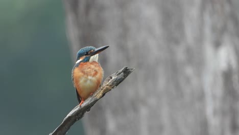 kingfisher-in-pond-area-..