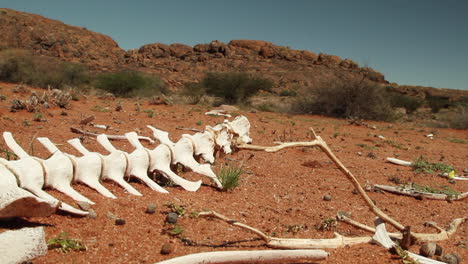 Bones-in-the-desert-of-Southern-Africa