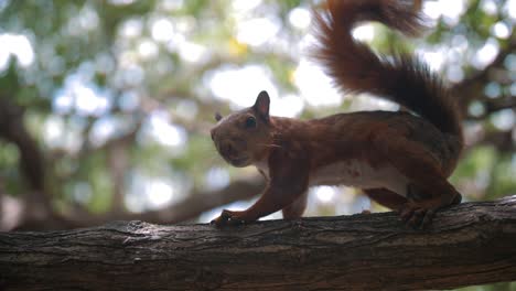 Squirrel-walking-and-running-away-on-a-branch-of-a-tree-in-the-park