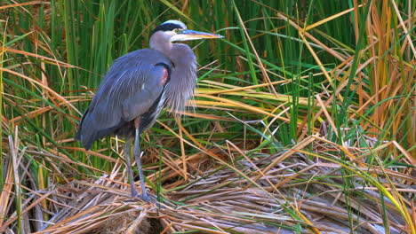 A-tall-and-stately-Great-Blue-Heron-stands-with-one-leg-up-along-the-riverbank-reeds