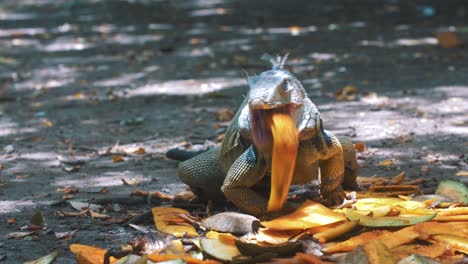 Iguana-Grande-Hambrienta-Comiendo-Una-Fruta-De-Mango-En-América-Del-Sur