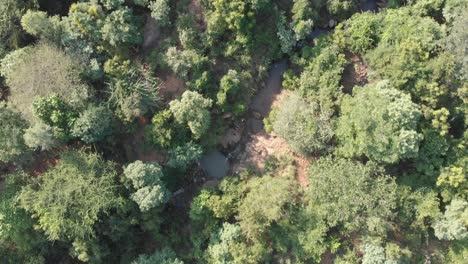Descending-aerial-top-down-view-of-lighting-trees-in-indian-forest-area