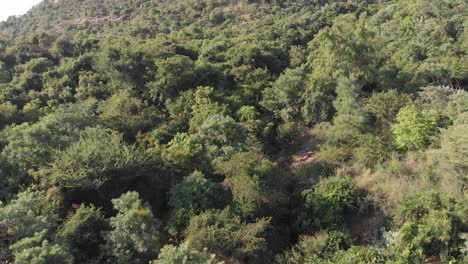 Aerial-flight-over-lush-Tiruvannamalai-Forest-during-beautiful-sunny-day-on-mountain-in-India