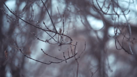 Snowfall-within-a-poplar-tree-during-winter-in-slow-motion