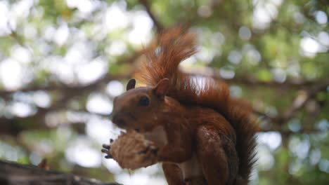 Nahaufnahme-Eines-Eichhörnchens,-Das-Eine-Nuss-Isst-Und-Auf-Einem-Ast-Eines-Baumes-In-Cartagena,-Kolumbien,-Sitzt