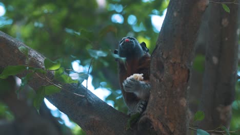 Primer-Plano-De-Mono-Capuchino-Salvaje-Descansando-En-El-árbol-Y-Comiendo-Algo-De-Comida-Durante-Un-Hermoso-Día-Soleado-En-El-Parque-Nacional-Tayrona,-Columbia