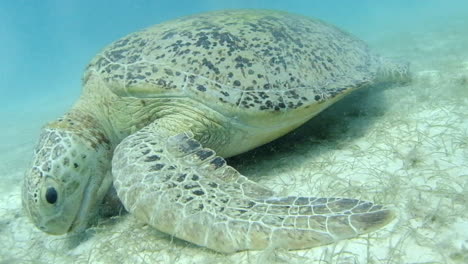 Green-Sea-Turtle-Eating-Grass-Underwater-In-Perhentian-Islands,-Malaysia---close-up,-slow-motion