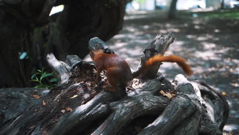 Süßes-Neugieriges-Eichhörnchen,-Das-Im-Park-Sucht-Und-Erkundet